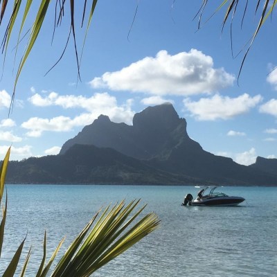 a group of palm trees next to a body of water