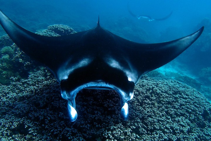 a fish swimming under water