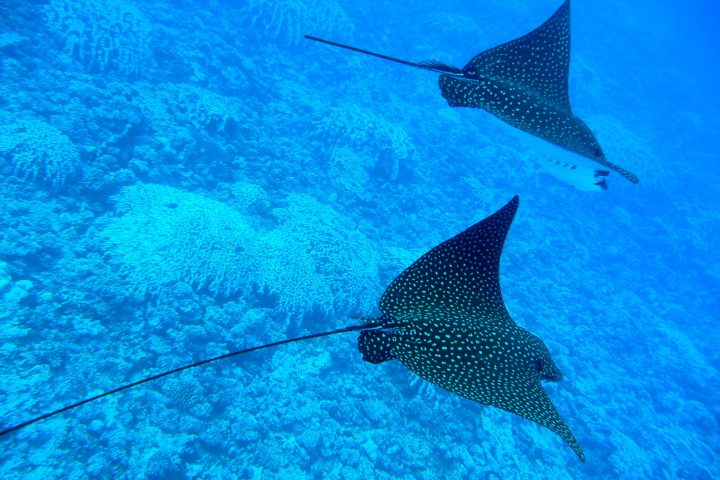 two manta rays swimming