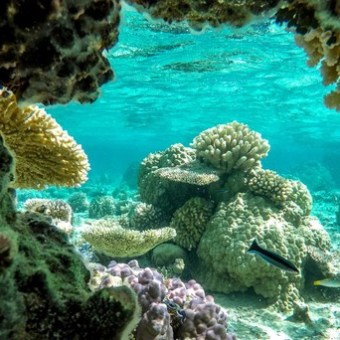 underwater view of a coral