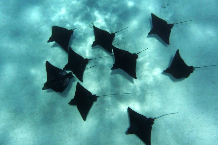 a blurry image of a fish