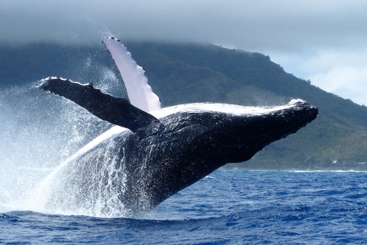 a whale in a body of water