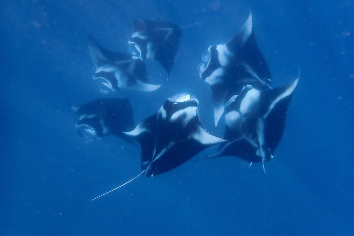 a bird flying in the sky