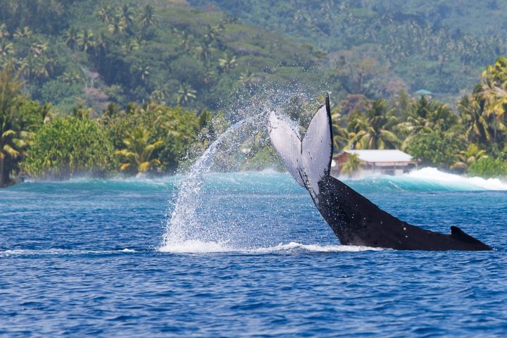 a dolphin jumping out of the water
