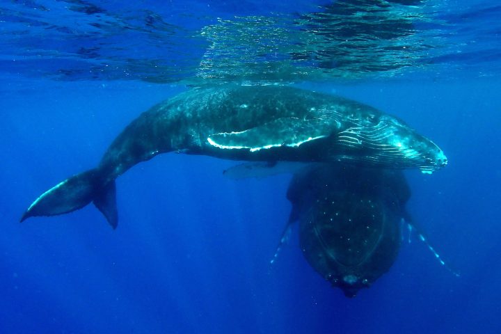 a fish swimming under water