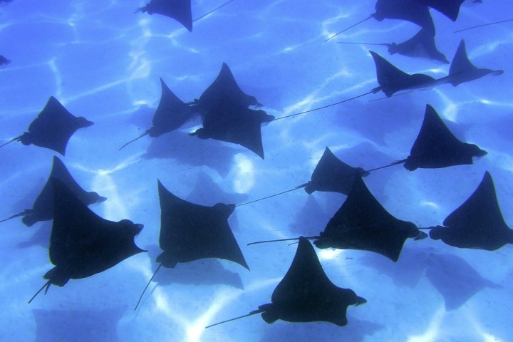 a close up of a fish