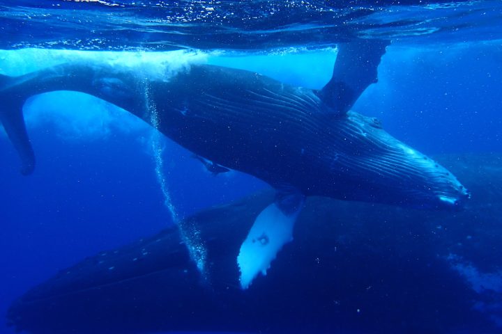 a polar bear swimming in blue water