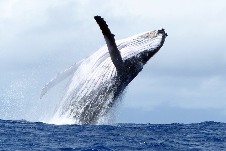 a whale jumping out of the water