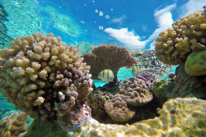 underwater view of a coral