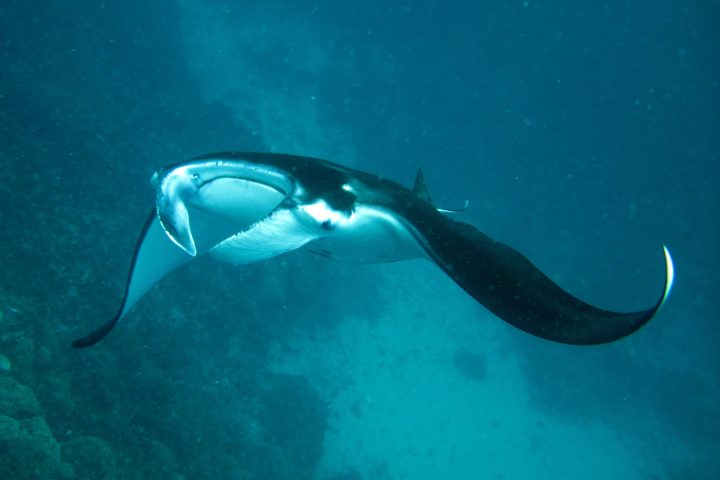 a fish swimming under water