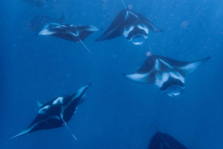 a fish swimming under water
