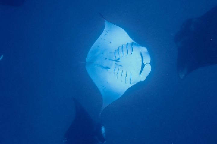 a fish swimming under water