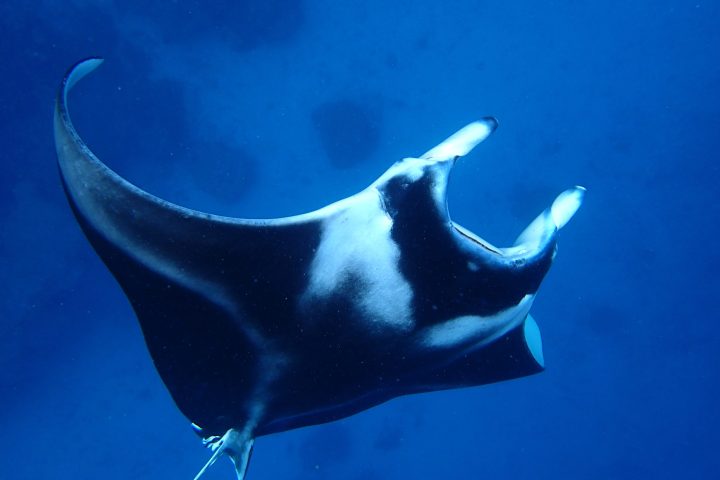 a fish swimming under water