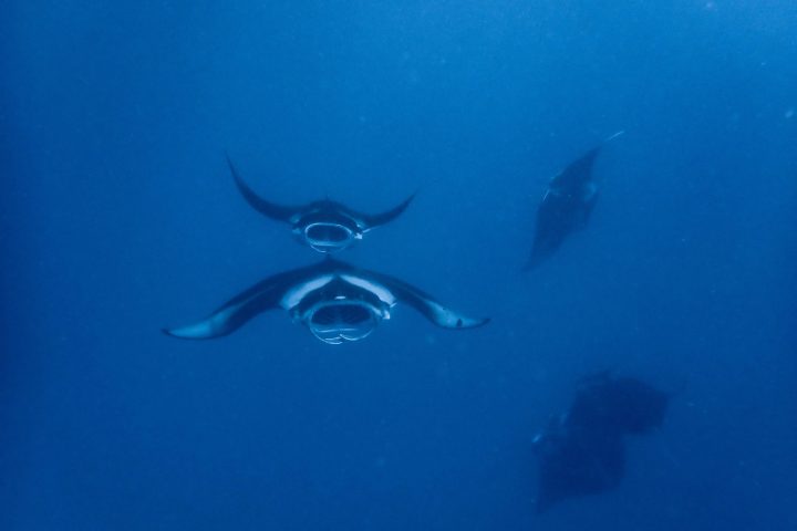 a fish swimming under water