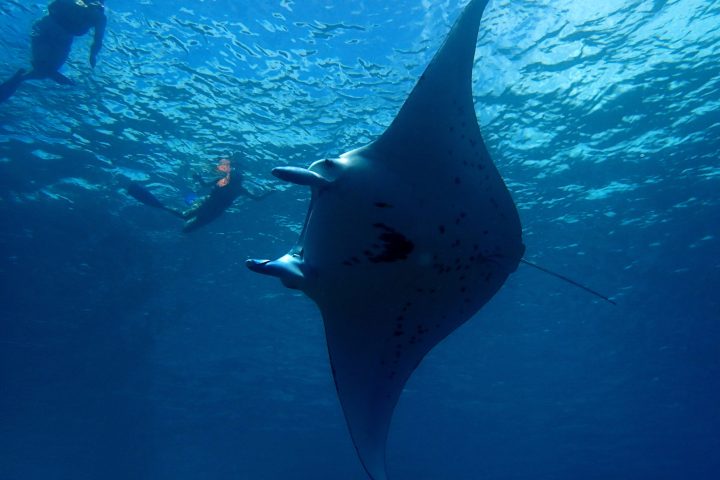 a fish swimming under water