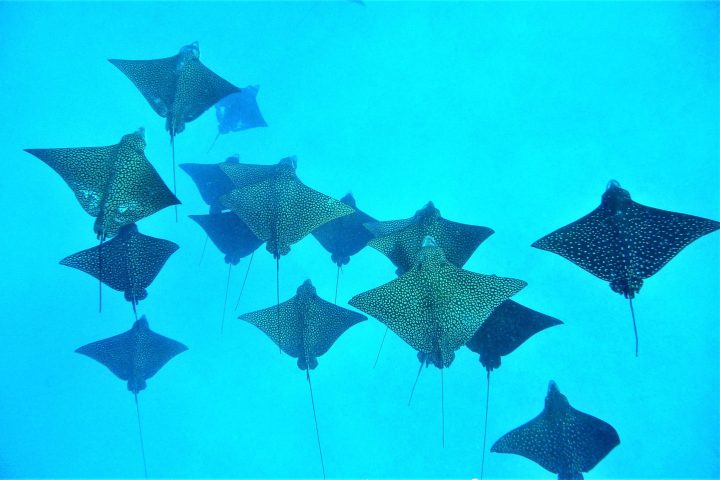 a group of fish in the rain